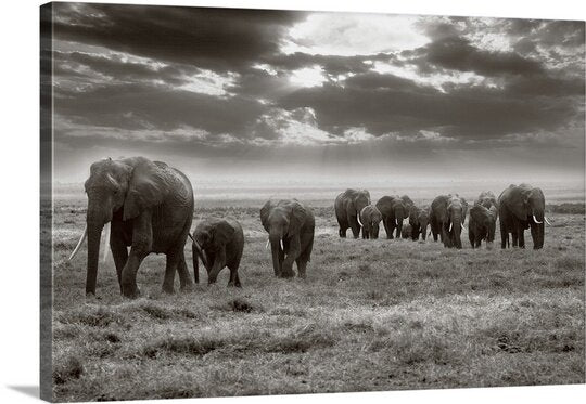 'Amboseli Elephants' by Jorge Llovet Photographic Print on Canvas(2605RR)