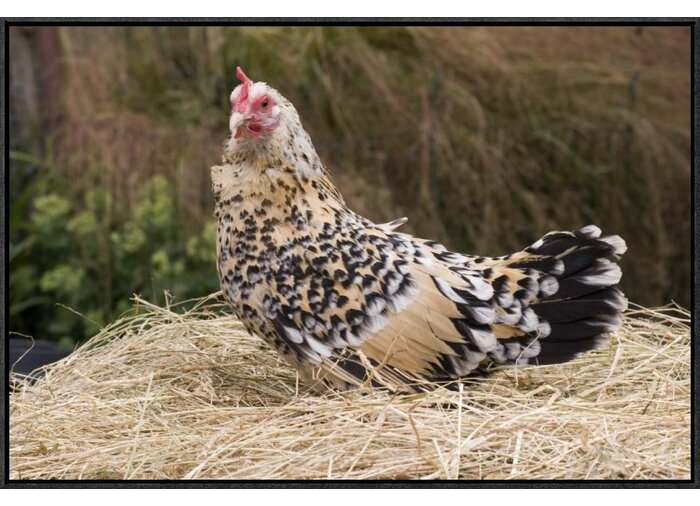 'Domestic Chicken, Sable Poot, Lemon Mill Fleur Hen' Framed Photographic Print - Set of 2 (SB203)