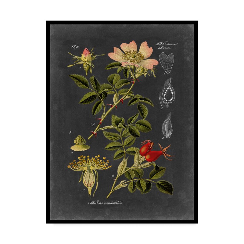 'Midnight Botanical I' Graphic Art Print on Wrapped Canvas #ND1064