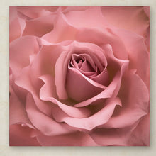 Load image into Gallery viewer, &#39;Misty Rose Pink Rose&#39; Photographic Print on Wrapped Canvas 7432

