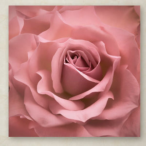 'Misty Rose Pink Rose' Photographic Print on Wrapped Canvas 7432