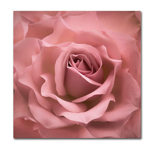 'Misty Rose Pink Rose' Photographic Print on Wrapped Canvas 7432
