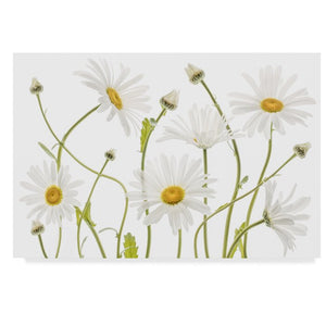 'Ox Eye Daisies' Photographic Print on Wrapped Canvas - *AS IS* -284CE
