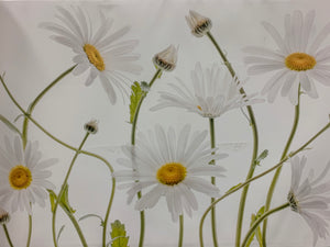 'Ox Eye Daisies' Photographic Print on Wrapped Canvas - *AS IS* -284CE