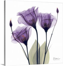 Load image into Gallery viewer, &#39;Purple Flower Trio by Albert Koetsier Photographic Print 2167CDR
