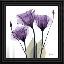 Load image into Gallery viewer, &#39;Purple Flower Trio by Albert Koetsier Photographic Print 2167CDR
