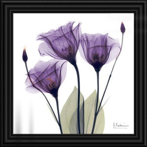 'Purple Flower Trio by Albert Koetsier Photographic Print 2167CDR