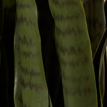 Load image into Gallery viewer, 35" Artificial Foliage Plant in Pot #710HW