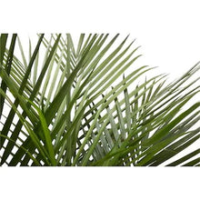 Load image into Gallery viewer, 10-in Majesty Palm in Plastic Pot (SB927)
