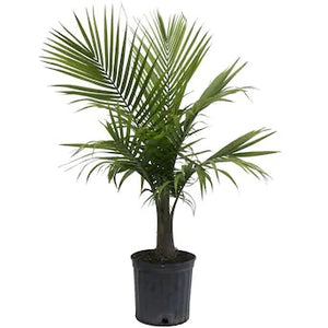 10-in Majesty Palm in Plastic Pot (SB927)