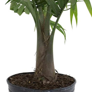 10-in Majesty Palm in Plastic Pot (SB927)