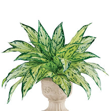 Load image into Gallery viewer, 16&#39;&#39; Faux Dieffenbachia Plant (Set of 3)
