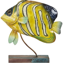 Load image into Gallery viewer, Anjo Royal Angelfish
