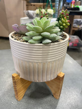 Load image into Gallery viewer, Faux Succulent Plant with Stand Final Sale pickup by 9/6
