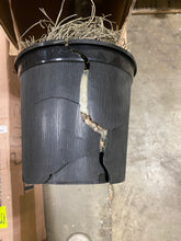 Load image into Gallery viewer, Maple Tree in Pot
