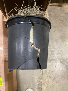 Maple Tree in Pot