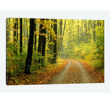 Load image into Gallery viewer, 26&quot; H x 40&quot; W x 0.75&quot; D Black;White;Corn;Earls Green;Celery &#39;Autumn Forest Landscape Michigan USA&#39; Photographic Print on Canvas 577AH
