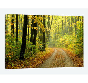 26" H x 40" W x 0.75" D Black;White;Corn;Earls Green;Celery 'Autumn Forest Landscape Michigan USA' Photographic Print on Canvas 577AH