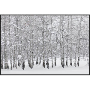 'Grove of Aspen Trees in Winter' Framed Photographic Print on Canvas #1255HW