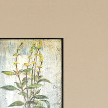 Load image into Gallery viewer, &#39;Herbs&#39; by Vassileva - 4 Piece Picture Frame Graphic Art Print Set on Paper #847HW

