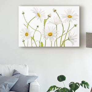 'Ox Eye Daisies' Photographic Print on Wrapped Canvas - *AS IS* -284CE
