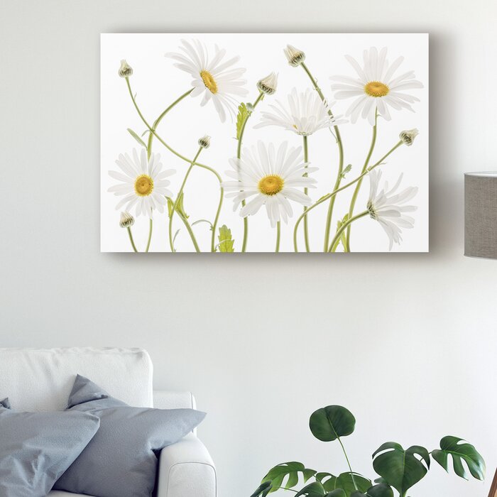 'Ox Eye Daisies' Photographic Print on Wrapped Canvas - *AS IS* -284CE