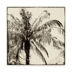 'Palm Tree Sepia III' Graphic Art Print on Wrapped Canvas 24" x 24" #1955HW