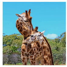 Load image into Gallery viewer, 35&quot; Two Giraffes Wildlife&#39; Photographic Print on Canvas (126MM)
