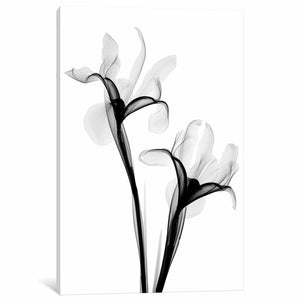 'Two Irises I' Graphic Art Print on Canvas (SB126)