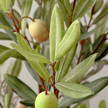 Load image into Gallery viewer, 29.5&quot; Artificial Olive Tree
