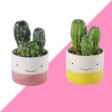 Load image into Gallery viewer, 2 - Piece Artificial Cactus Plant in Pot Set, 2 Boxes
