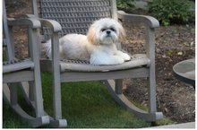 Load image into Gallery viewer, Gray Wash Eucalyptus and Driftwood Gray Wicker Rocking Chair
