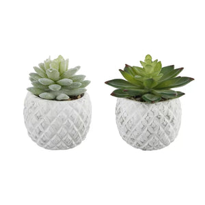 2 Piece Pineapple Succulent Desktop Plant in Pot