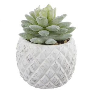 2 Piece Pineapple Succulent Desktop Plant in Pot