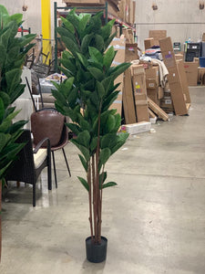 Rubber Leaf Tree in Pot Liner