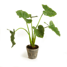 Load image into Gallery viewer, 42&quot; Artificial Elephant Ear Plant in Pot
