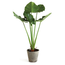 Load image into Gallery viewer, 42&quot; Artificial Elephant Ear Plant in Pot

