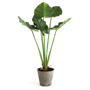 42" Artificial Elephant Ear Plant in Pot