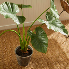 Load image into Gallery viewer, 42&quot; Artificial Elephant Ear Plant in Pot

