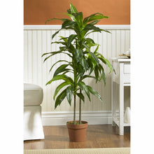 Load image into Gallery viewer, 42&quot; Dracaena Plant in Planter 6106RR
