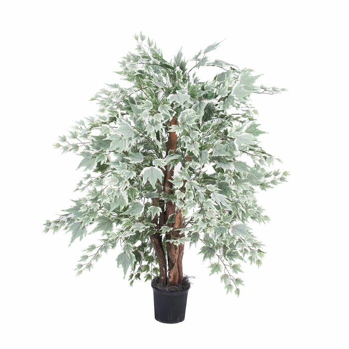 Maple Tree in Pot
