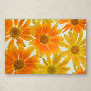 'Orange Daisies' Photographic Print on Wrapped Canvas, #6777