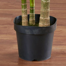 Load image into Gallery viewer, 78&quot; Artificial Palm Tree in Pot 2142CDR

