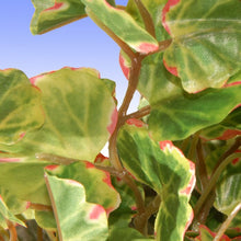 Load image into Gallery viewer, 9.1&#39;&#39; Faux Foliage Plant in Ceramic Planter
