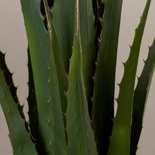 Load image into Gallery viewer, Agave Plant in Planter MRM3276
