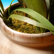 Load image into Gallery viewer, Alizayah Orchids Floral Arrangement in Pot 3079AH
