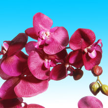 Load image into Gallery viewer, Alizayah Orchids Floral Arrangement in Pot 3079AH
