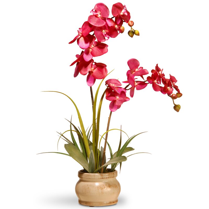 Alizayah Orchids Floral Arrangement in Pot 3079AH