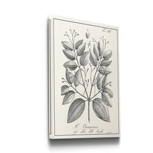 Load image into Gallery viewer, 27&quot; H x 18&quot; W x 1&quot; D Antique Black And White Botanical - Wrapped Canvas Painting
