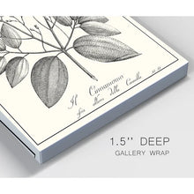 Load image into Gallery viewer, 27&quot; H x 18&quot; W x 1&quot; D Antique Black And White Botanical - Wrapped Canvas Painting

